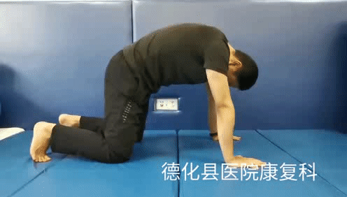 貓和駱駝 貓和駱駝