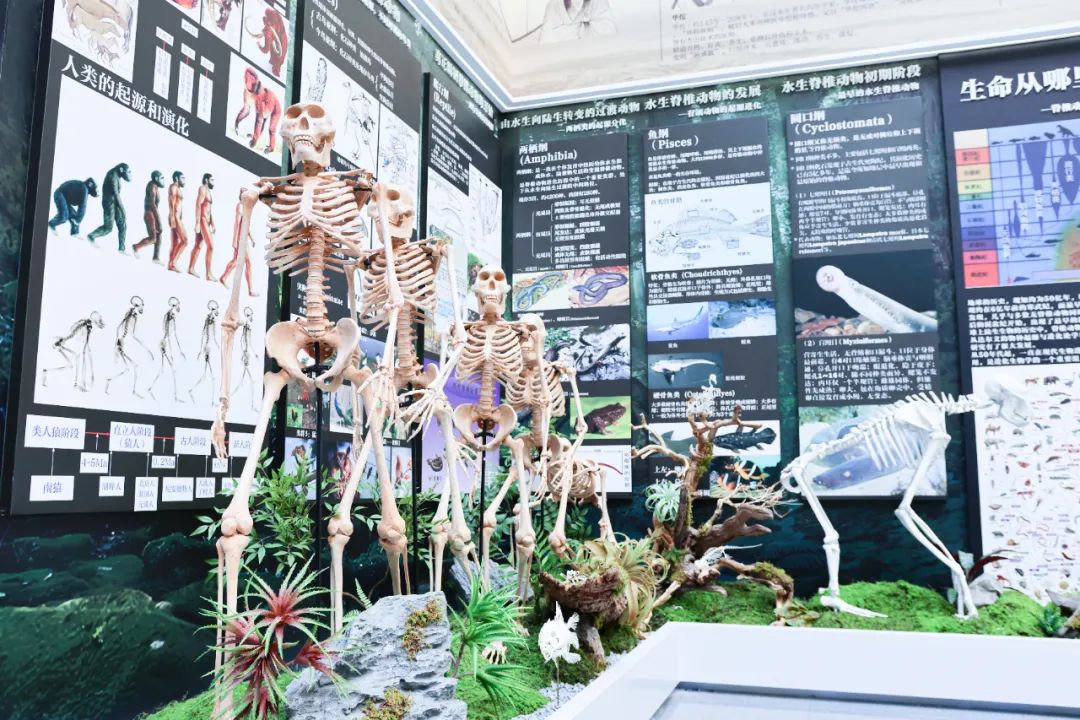 全民脊柱博物館